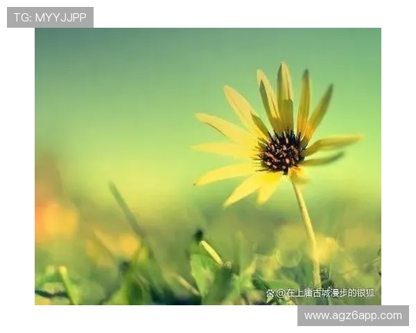 真龙凯时人生就是博：面对人生的起伏，如何保持积极心态迎接每一天